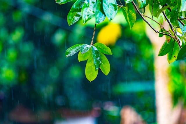 Hardloper met regen - bladeren die nat zijn